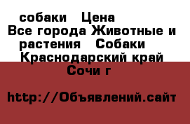 собаки › Цена ­ 2 500 - Все города Животные и растения » Собаки   . Краснодарский край,Сочи г.